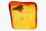 Detailed Fossil Caddisfly (Trichoptera) In Baltic Amber #381213-2